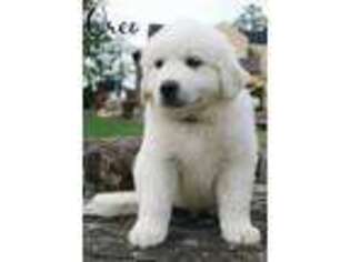 Great Pyrenees Puppy for sale in Brookville, IN, USA