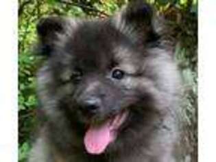 Keeshond Puppy for sale in Unknown, , USA