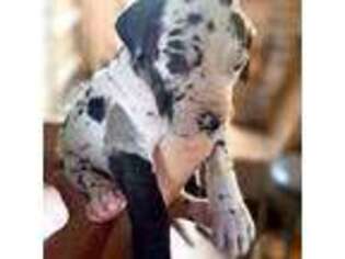 Great Dane Puppy for sale in Harvest, AL, USA