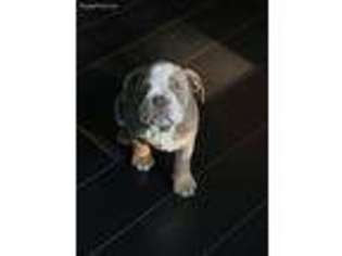 Bulldog Puppy for sale in White Lake, MI, USA