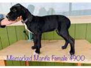 Great Dane Puppy for sale in Malin, OR, USA