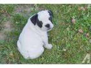 Olde English Bulldogge Puppy for sale in WHITE SALMON, WA, USA