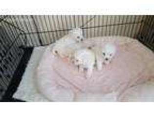 Bichon Frise Puppy for sale in Hoffman Estates, IL, USA