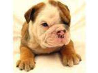 Bulldog Puppy for sale in STERLING, VA, USA