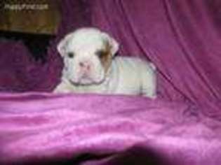 Bulldog Puppy for sale in Jeffers, MN, USA