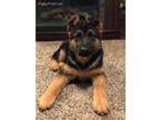 German Shepherd Dog Puppy for sale in Sidney, NY, USA
