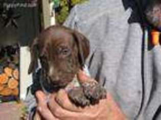 German Shorthaired Pointer Puppy for sale in Wallowa, OR, USA