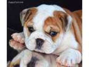 Bulldog Puppy for sale in Melrose, FL, USA
