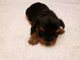 Yorkshire Terrier Puppy for sale in King, NC, USA