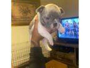 French Bulldog Puppy for sale in Palisades Park, NJ, USA