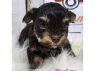Yorkshire Terrier Puppy for sale in Roanoke Rapids, NC, USA