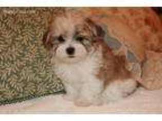 Mutt Puppy for sale in Butler, KY, USA