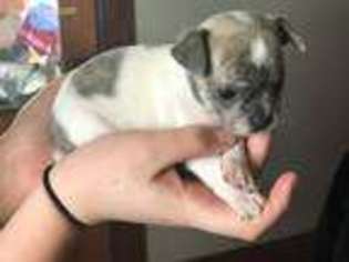 Chihuahua Puppy for sale in Arcanum, OH, USA