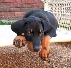 Doberman Pinscher Puppy for sale in Plano, TX, USA