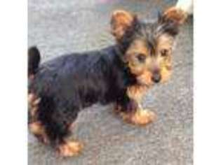 Yorkshire Terrier Puppy for sale in Stockton, NJ, USA