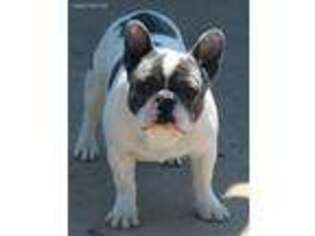 French Bulldog Puppy for sale in Washington, PA, USA