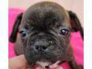 French Bulldog Puppy for sale in Ashville, AL, USA