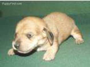 Dachshund Puppy for sale in Brinkley, AR, USA