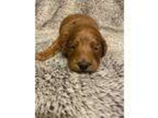 Goldendoodle Puppy for sale in Batesville, AR, USA