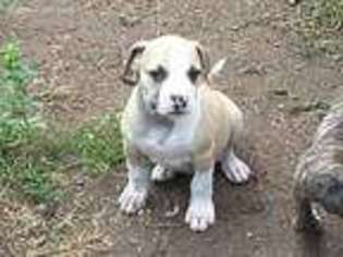 American Bulldog Puppy for sale in Iowa Falls, IA, USA