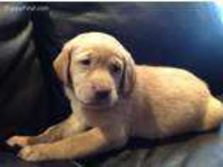 Labrador Retriever Puppy for sale in Monclova, OH, USA