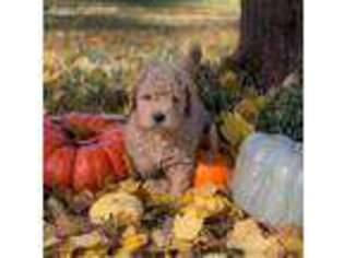 Goldendoodle Puppy for sale in Columbia, SC, USA