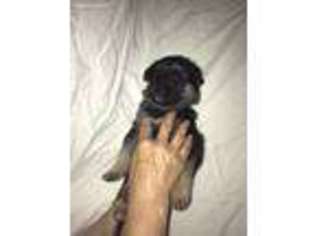 German Shepherd Dog Puppy for sale in Sparks, NV, USA