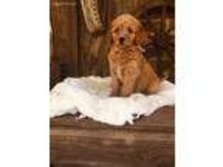 Goldendoodle Puppy for sale in Emory, TX, USA