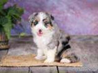 Mutt Puppy for sale in Lawrenceville, IL, USA