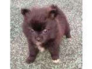 Pomeranian Puppy for sale in NEW ORLEANS, LA, USA