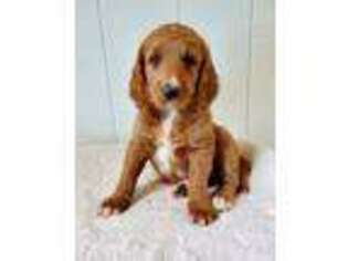 Goldendoodle Puppy for sale in West Salem, OH, USA