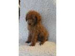Labradoodle Puppy for sale in Clifton, KS, USA