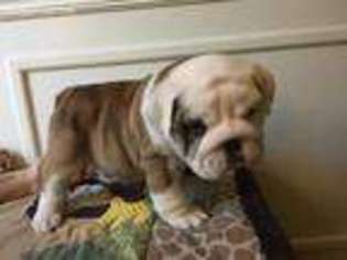 Bulldog Puppy for sale in Marion, OH, USA