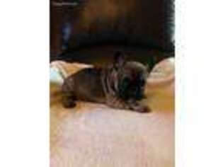 French Bulldog Puppy for sale in Monterey Park, CA, USA