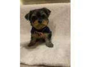 Yorkshire Terrier Puppy for sale in Tucson, AZ, USA