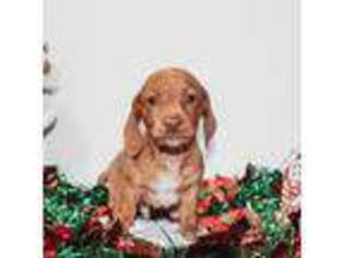 Dachshund Puppy for sale in Mesa, AZ, USA