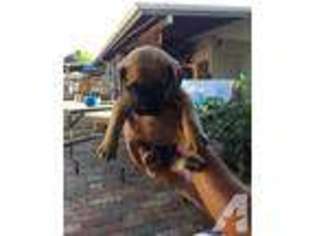 Mastiff Puppy for sale in SALEM, OR, USA