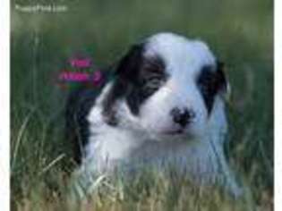 Border Collie Puppy for sale in Yoder, CO, USA