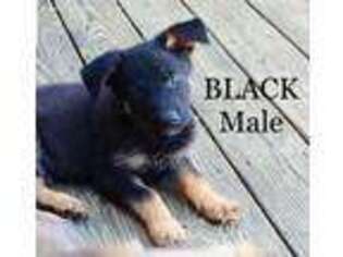 German Shepherd Dog Puppy for sale in Westminster, CO, USA