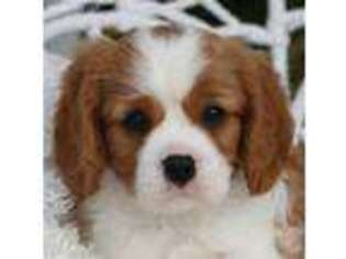 Cavalier King Charles Spaniel Puppy for sale in Carson City, MI, USA