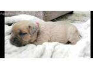 Cane Corso Puppy for sale in Palacios, TX, USA