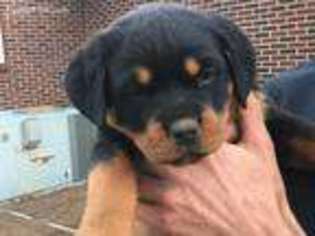 Rottweiler Puppy for sale in Louisville, GA, USA