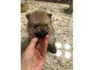 Pomeranian Puppy for sale in Grand Junction, CO, USA