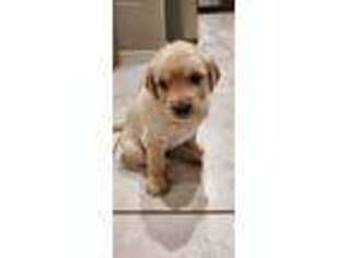 Golden Retriever Puppy for sale in Surprise, AZ, USA