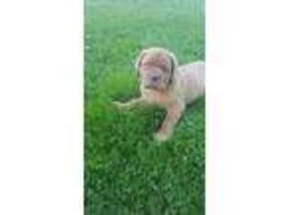 American Bull Dogue De Bordeaux Puppy for sale in Enon Valley, PA, USA