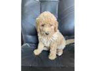 Labradoodle Puppy for sale in Stewartville, MN, USA