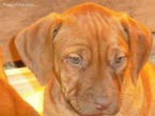 Rhodesian Ridgeback Puppy for sale in Vine Grove, KY, USA
