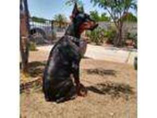 Doberman Pinscher Puppy for sale in Tucson, AZ, USA