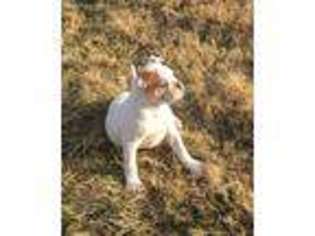 Alapaha Blue Blood Bulldog Puppy for sale in Seminole, OK, USA