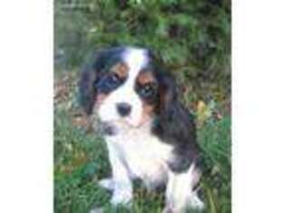 Cavalier King Charles Spaniel Puppy for sale in Phelps, NY, USA